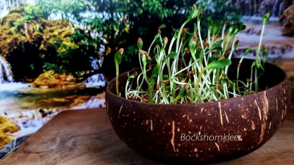 Bockshornklee-Microgreen-Saat mit Kokosnuss-Pflanzschale und Kokos-Quelltabs,