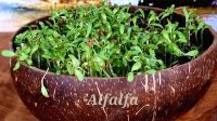 Alfalfa-Microgreen-Saat mit Kokosnuss-Pflanzschale und Kokos-Quelltabs