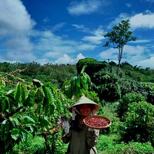 traditionelle-Kaffeeernte-im-Dak-Lak-Gebiet-in-Zentralvietnam