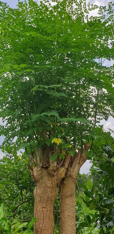 Moringabaume-klein